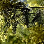 Les Mimosas 아르젤레쉬르메르