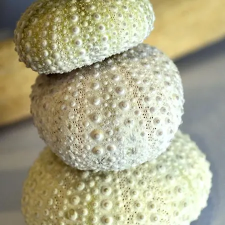 Les Mimosas Argelès-sur-Mer