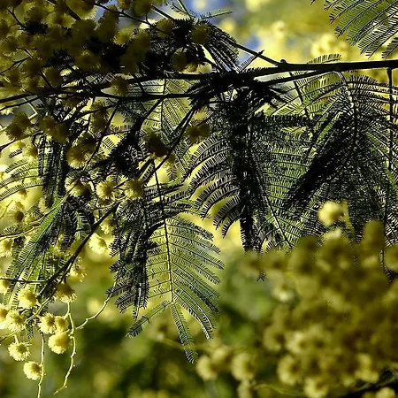 Les Mimosas Argelès-sur-Mer