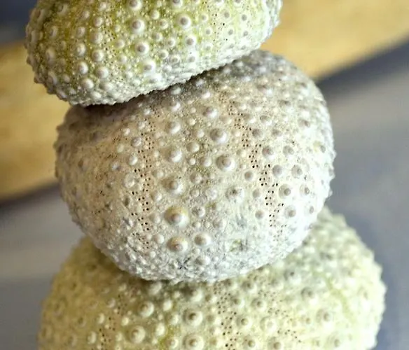 Les Mimosas Argelès-sur-Mer