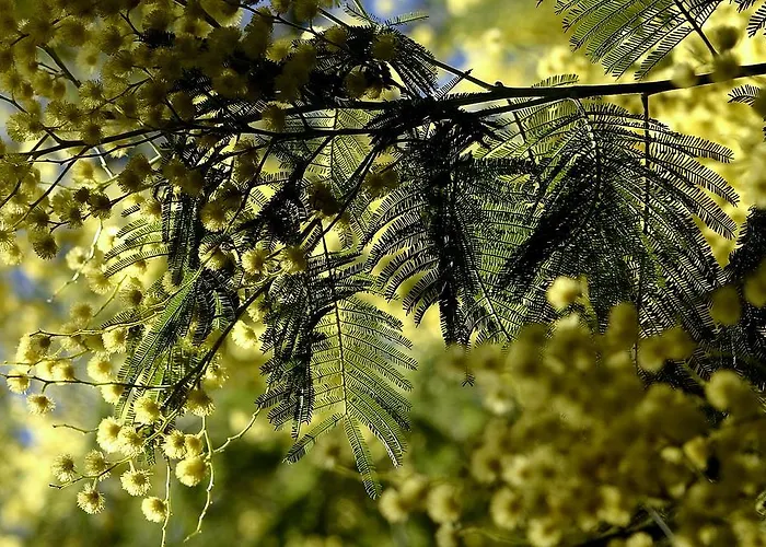 Les Mimosas Argelès-sur-Mer